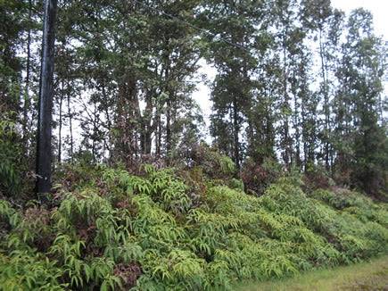 Hawaii, Hawaii County, 1/4 Acre Nanawale Estates, Electricity. TERMS $175/Month