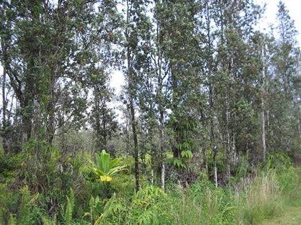 Hawaii, Hawaii County, 1/4 Acre Nanawale Estates,Pakalana Road. TERMS $175/Month