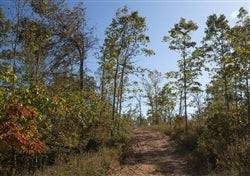 Missouri, Shannon County, 10.27 Acre Borgmann’s Hollow Phase IV, Lot 105. TERMS $269/Month