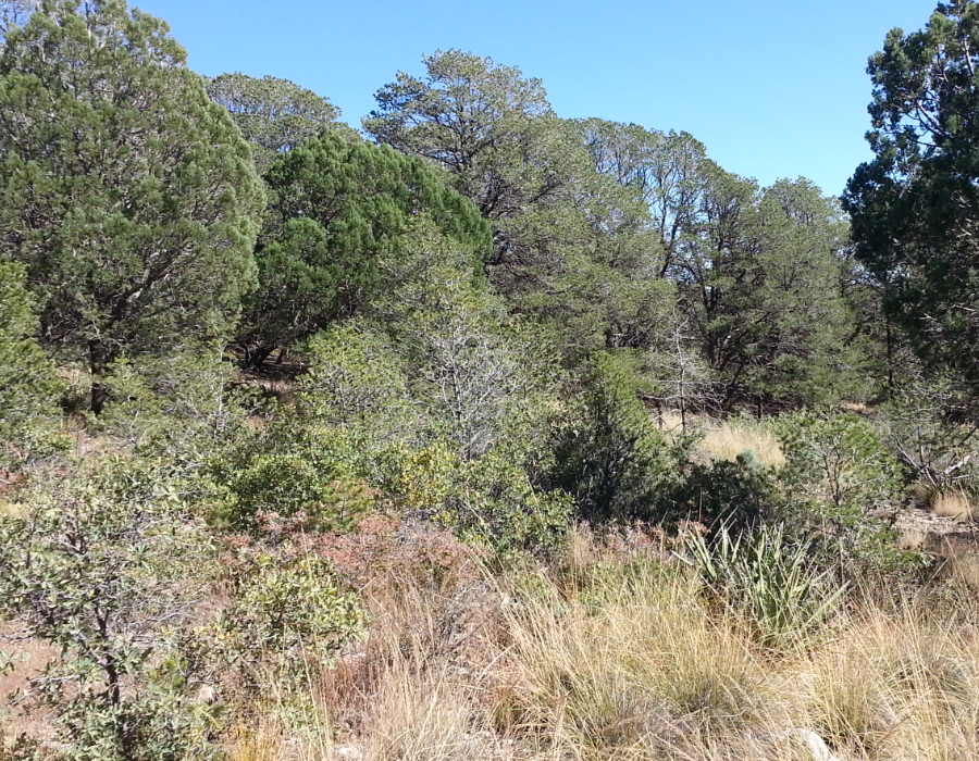 test NM, Otero County, 0.45 Acres Timberon Lot 75. Electricity. Terms $85/Month.