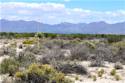 New Mexico, Luna County, 40 Acre Deming Ranchettes, T24S, R10W, Section 27 SEQSEQ (2 Lots). TERMS $438/Month