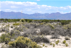New Mexico, Luna County, 10 Acre Deming Ranchettes, T26s, R9W, Section 1, NEQSEQNWQ. TERMS $175/Month