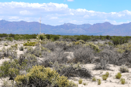 New Mexico, Luna County, 0.50 Acre Deming Ranchettes, Lot 8 Block 3. TERMS $31/Month