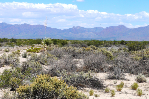 New Mexico, Luna County, 1 Acre Deming Ranchettes, Lots 9 & 10 Block 32, Adjoining. TERMS 50% Off (now) $31/Month