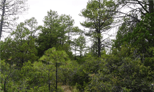 New Mexico, Otero County, 0.50 Acre Timberon, Lot 21. Water & Electricity. TERMS $84/Month