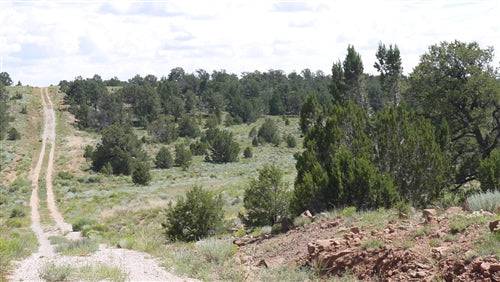 New Mexico, Cibola County, 2.53 Acres Pine Meadows, Lot 650 Unit 4. TERMS $0 Down $83/Month