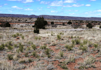 New Mexico, San Miguel County, 5.18 Acres Rancho Lake Conchas Unit 2, Block 25, Lot 19. TERMS $235/Month