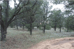 New Mexico, Cibola County, 5.08 Acres Tierra Verde, Lot 81 Unit 6. TERMS $226/Month