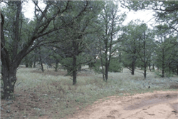 New Mexico, Cibola County, 5.04 Acres Tierra Verde, Lot 90 Unit 6. TERMS $147/Month