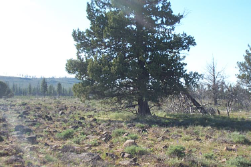 Oregon, Klamath County, 8.75 Acres Oregon Pines Lot 111 Block 5 (Huge Parcel) . TERMS $289/Month
