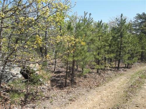 Oklahoma, Latimer County, 5.92 Acre Pine Mountain Ranch. TERMS $185/Month