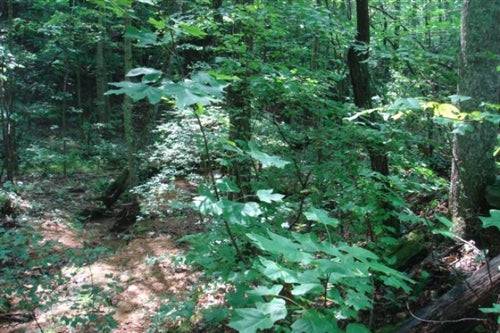 Tennessee, Wayne County, 6.52 Acre Sugartree Falls.