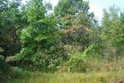 Tennessee, Wayne County, 20.34 Acre Sugartree Falls. TERMS $450/Month