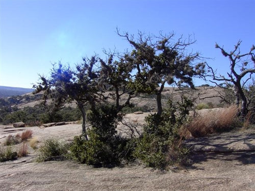 Texas, Culberson County, 65 Acres. TERMS $325/Month