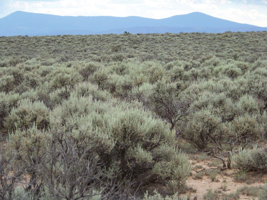 Fiesta Ranchos Lots 20 & 21, 0.90 acre on Black Mesa, Rio Arriba County, New Mexico