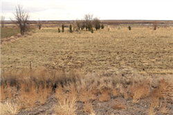 Arizona, Navajo County, 1.25 Acres Arizona Rancho, Lot 23 Rancho 88. TERMS $41/Month