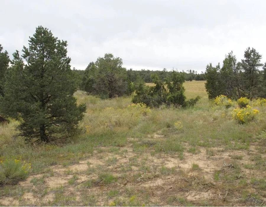 New Mexico, Cibola County, Garfield