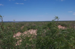 New Mexico, Luna County,  Near Columbus, 20 Acre T28S R8W Sec 23 SHNWQNEQ. TERMS $218/Month