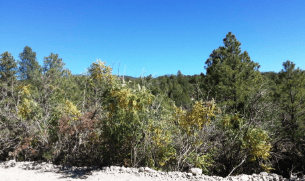 New Mexico, Otero County, 0.518 Acres Timberon Unit 9, Block 148, Lot 17.  Water & Electricity. TERMS $115/Month