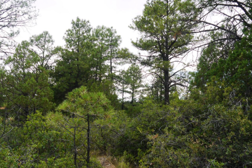 New Mexico, Otero County, 0.68 Acres Timberon, Lots 84 & 85 Adjoining.  Water & Electricity. TERMS $113/Month