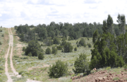 New Mexico, Cibola County, 2.50 Acres Pine Meadows, Lot 829 Unit 4. TERMS $0 Down $83/Month