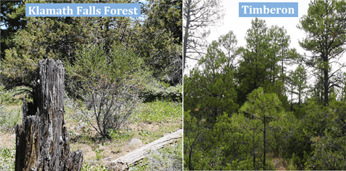 New Mexico, Otero County, 0.50 Acre Timberon, Lot 20, BUNDLED (with Falls Forest),  TERMS $309/Month