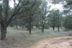 New Mexico, Cibola County, 5.04 Acres Tierra Verde, Lot 90 Unit 6. TERMS $147/Month