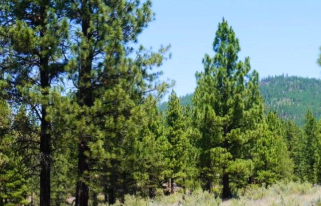 Oregon, Klamath  County, 4.77 Acres Beatty  N1/2SW1/4 of Govt. Lot 1, Sec. 18, T35S, R13E, Willamette Meridian. TERMS $295/Month