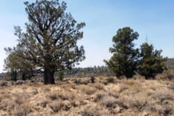 Oregon, Klamath  County, 1.59 Acres Oregon Pines Lot 39 Block 6. TERMS $0 Down $188/Month