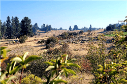 Oregon, Klamath  County, 0.35 Acres Oregon Shores Lot 4 Block 44 Unit 2, Electricity. TERMS $298/Month