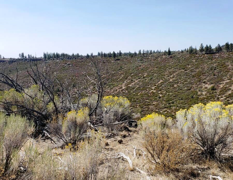 Aerial view of Oregon Pines Lot 55, Block 6, showcasing forested land in Klamath County with dense pine trees.