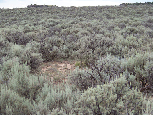 Mesa Hills Lots 5 & 8, 8.82 acres on Black Mesa, Rio Arriba County, New Mexico