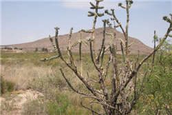 Sierra Blanca Lot, Hudspeth County, TX