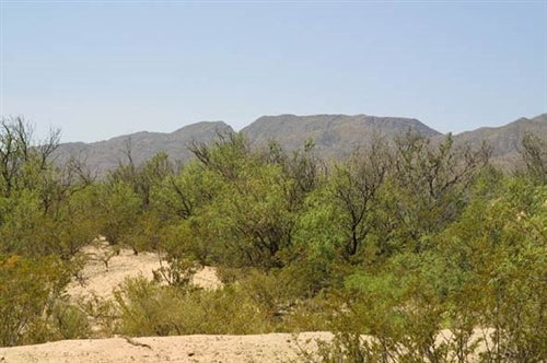 Texas, Hudspeth County, 20 Acre Sunset Ranches. TERMS $164/Month